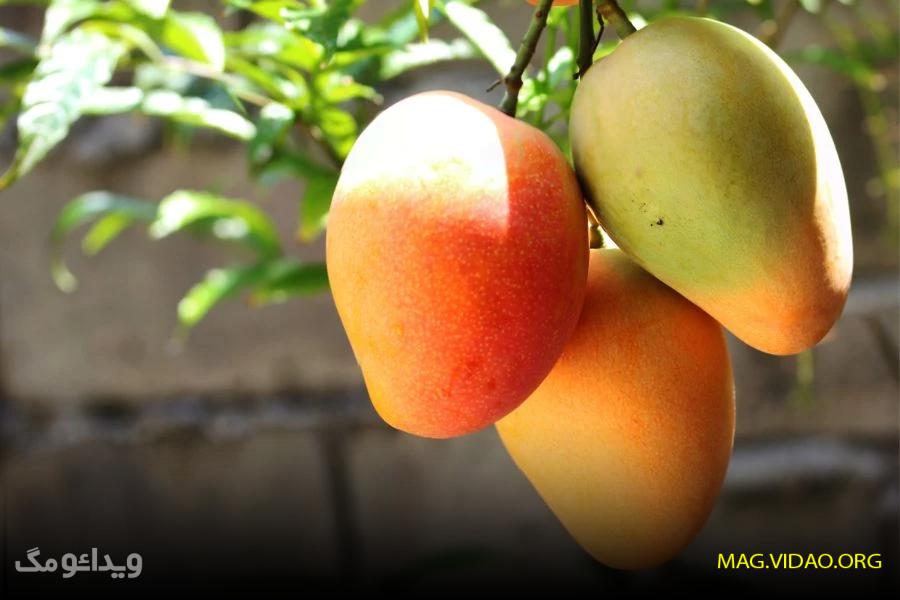 با آغاز برداشت انبه در سیستان و بلوچستان، تصویری از یک درخت عجیب ثبت شد! 3